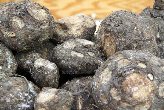 Suran (Yam)