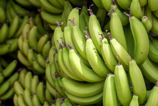 Cavendish Banana