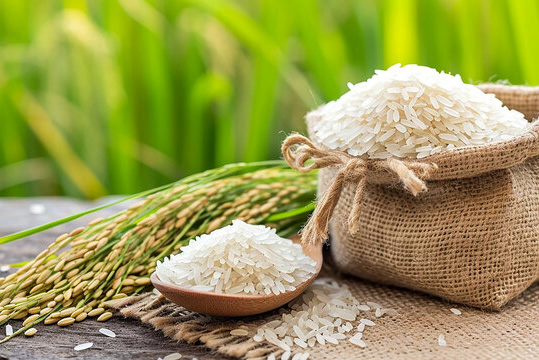 Rice